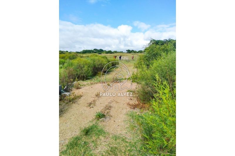 Camino 
